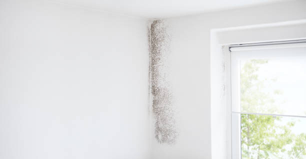 Mission Canyon, CA Mold Removal Company
