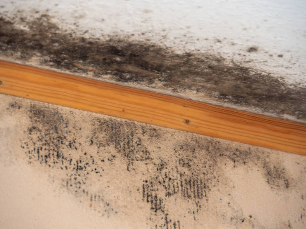 Best Airborne Mold Testing  in Mission Nyon, CA