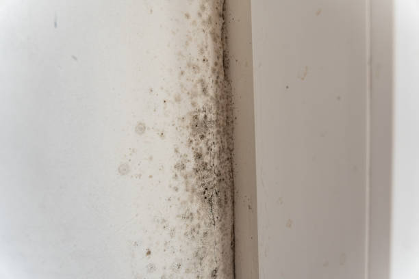Best Industrial Mold Remediation  in Mission Nyon, CA