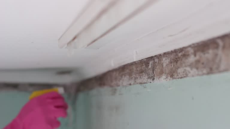 Best Water Damage & Mold Remediation  in Mission Nyon, CA